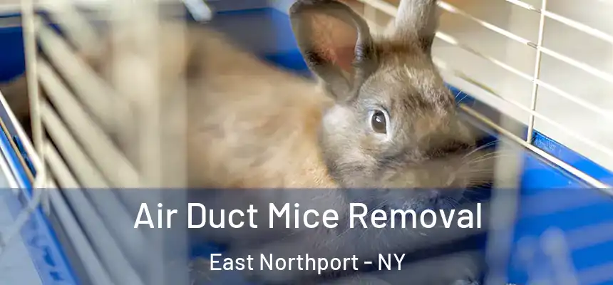  Air Duct Mice Removal East Northport - NY
